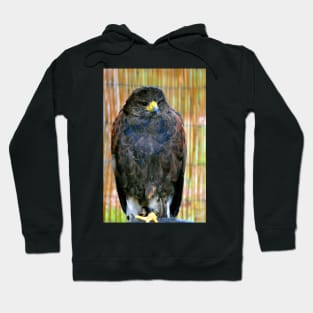 Harris Hawk Bird Of Prey Hoodie